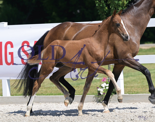 15 Vanity DE433330135522 BS Va Bene - Sir Donnerhall I | <meta name="description" content="★Offizieller Merchandise und Foto-/Videostore des Oldenburger Verbandes.★ ✅Jetzt auch digital Ausdrucke erhältlich." />
<meta name="keywords" content="Merchandise Foto-/Videostore Oldenburger Verband Photographie 