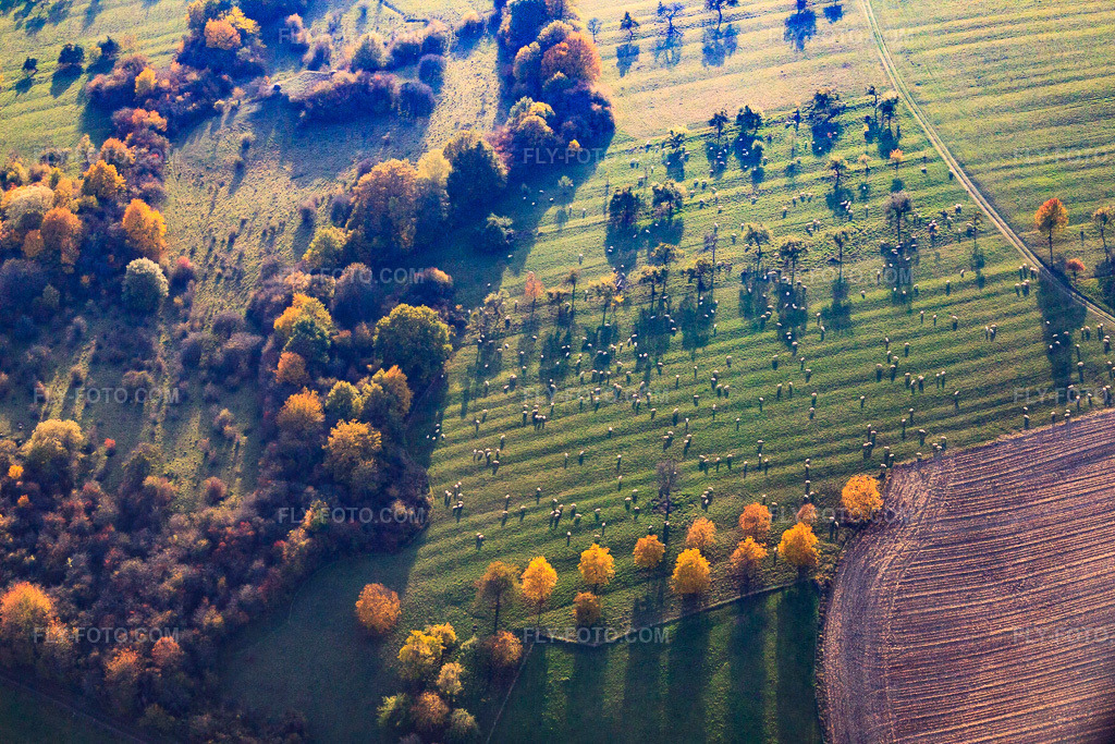 Aerial view: Sheep flock grazing in the pasture in autumn in Lembach in the state Bas-Rhin, France. – Photo: IMG_54082.jpg taken on 10/21/2012 by Werner Riehm/FLY-FOTO.com – Resolution of the original: 4469 x 2979 px