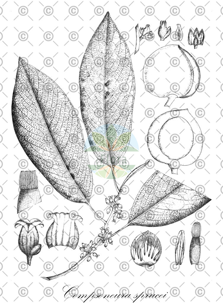 HistAbb_3SWR_1_ENZY_Simple | Historische Abbildung von Compsoneura sprucei - Myristicaceae | Historical Illustration of Compsoneura sprucei - Myristicaceae