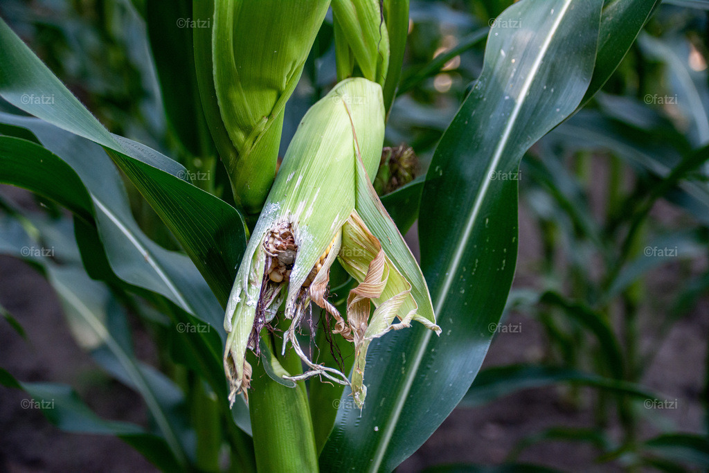 Maisfeld_20190820-162202- Fusarium und Mykotoxine-k | Fatzi Bilder-Archiv! 
Die Bilder sind für private Nutzung lizenzfrei. Die kommerzielle Nutzung ist möglich und erwünscht, jedoch bitte ich um vorherige Kontaktaufnahme per E-Mail (info@fatzi.at) oder unter +43 650 7828269 - Realisiert mit Pictrs.com