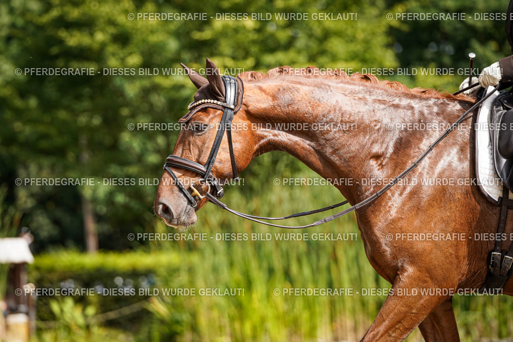 DSC07411 | Pferdegrafie