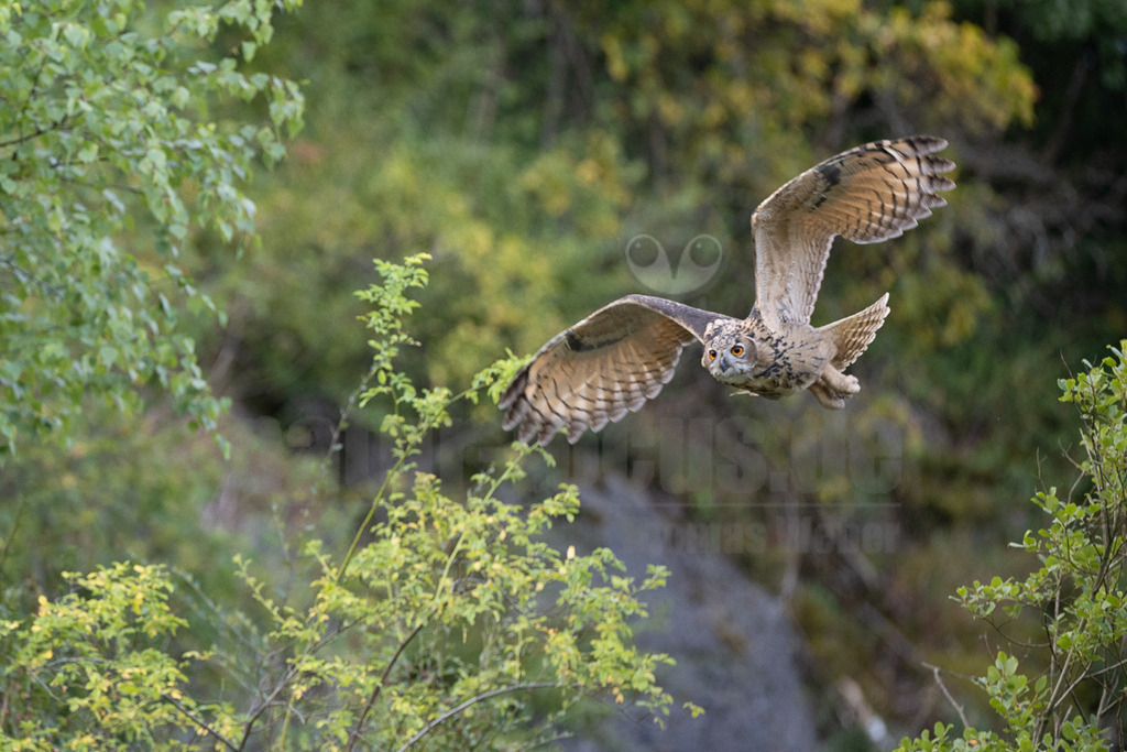 R6NF8231 | Der Uhu ist die größte europäische Eulenart. Nachdem er lange bejagt wurde, entspannt sich die Situation mittlerweile wieder aufgrund strenger Naturschutzgesetze und einiger Auswilderungsprojekte. Der Uhu brütet in unterschiedlichen Landschaften und ist streng nachtaktiv. Ein markantes Merkmal sind die großen Federohren, die je nach Laune hoch aufgestellt oder angelegt werden können. - Realisiert mit Pictrs.com