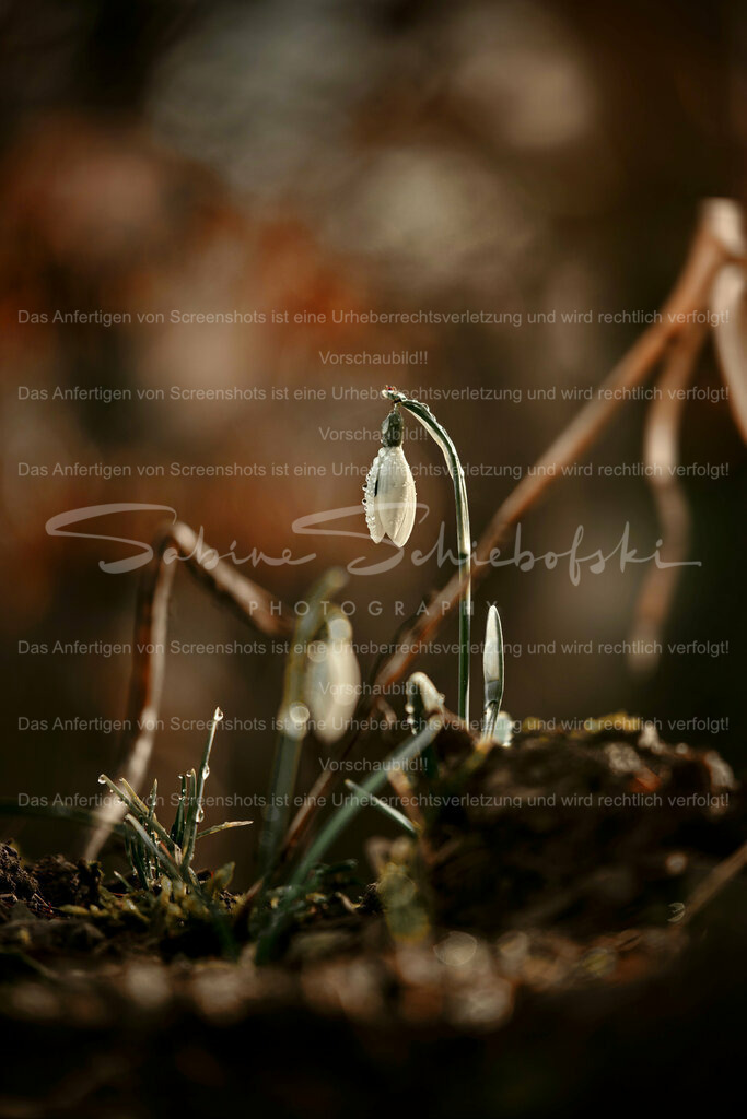 Wandbild Schneeglöckchen im Wald | Schneeglöckchen sind kleine weiße Blumen, die im späten Winter oder frühen Frühling blühen. Sie sind bekannt für ihr zartes Aussehen und gelten oft als Symbol für Hoffnung und Erneuerung. Schneeglöckchen sind in Gärten und Wäldern in ganz Europa verbreitet. - Realisiert mit Pictrs.com