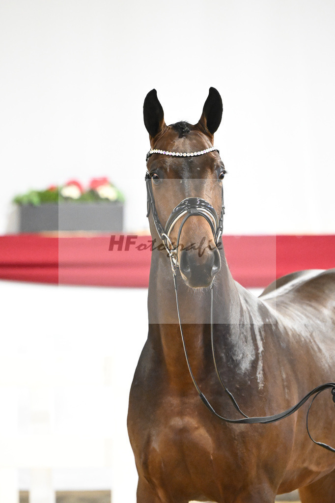 Kat-Nr. 33 v. Chacco-Blue_Sportpferde vom Hardthof_63220983 | hf-fotografie - Realisiert mit Pictrs.com