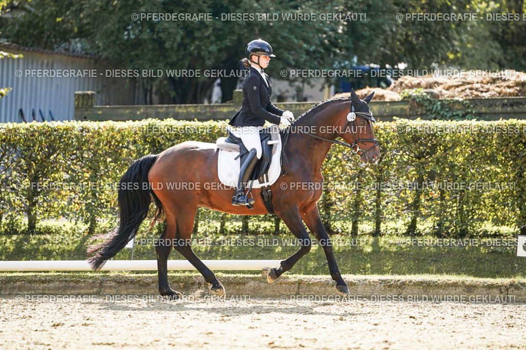 DSC07243 | Pferdegrafie