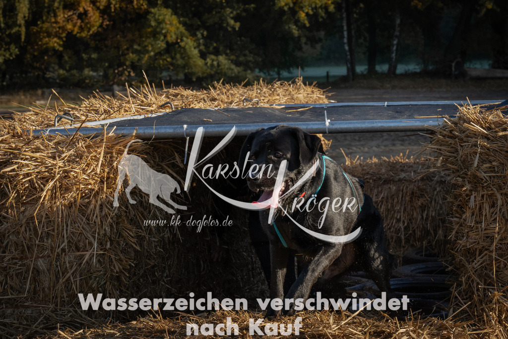 0934_ZZ93690 | kk-dogfotos