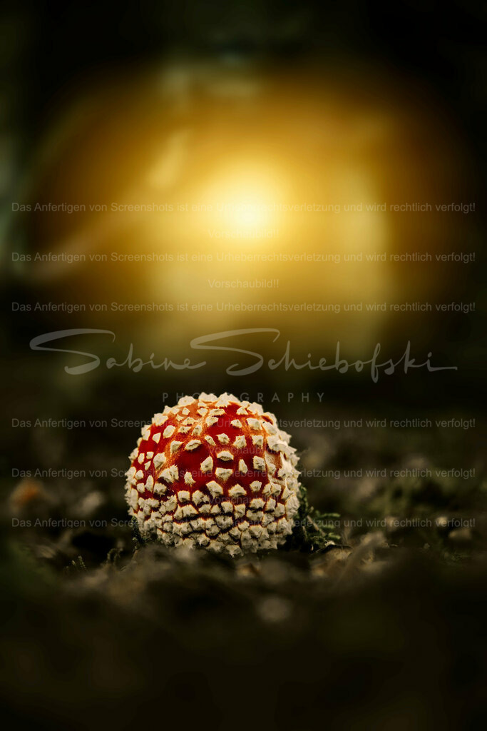 Wandbild Fliegenpilz | People- und Tierfotografie, Imageaufnahmen, Veranstaltungsfotografie und Wandbilder aus der Natur ★ Made in Germany ✔️ Druck + Downloads ✔️ Naturfotografie in Top Qualität ★ schneller Versand, weltweite Lieferung! - Realisiert mit Pictrs.com