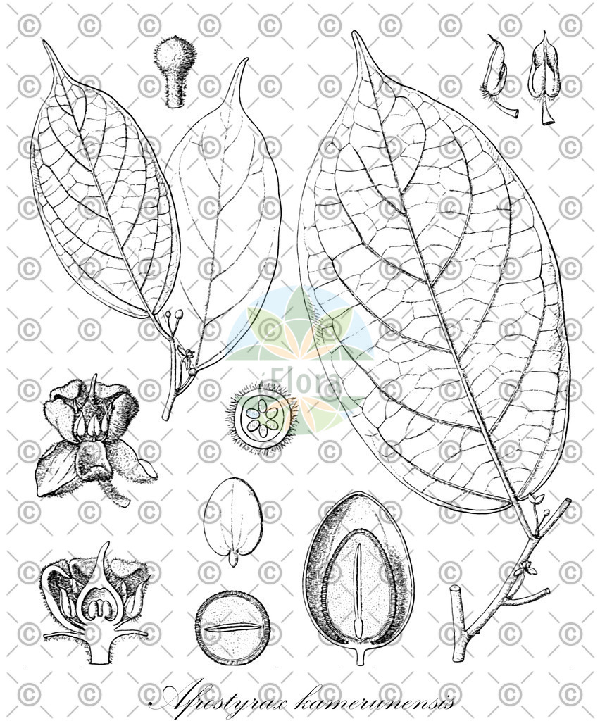 HistAbb_wfo-0000522689_1_ENZY_Simple | Historische Abbildung von Afrostyrax kamerunensis - Huaceae | Historical Illustration of Afrostyrax kamerunensis - Huaceae