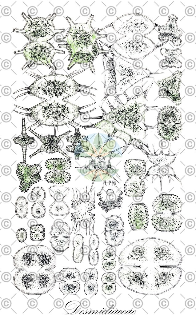 HistAbb_623X8_4_ENZY_Simple | Historische Abbildung von Desmidiaceae - Desmidiaceae (0) | Historical Illustration of Desmidiaceae - Desmidiaceae (0)