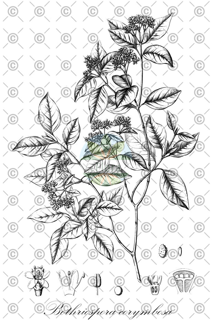 HistAbb_7NQZ8_1_ENZY_Simple | Historische Abbildung von Bothriospora corymbosa - Rubiaceae | Historical Illustration of Bothriospora corymbosa - Rubiaceae