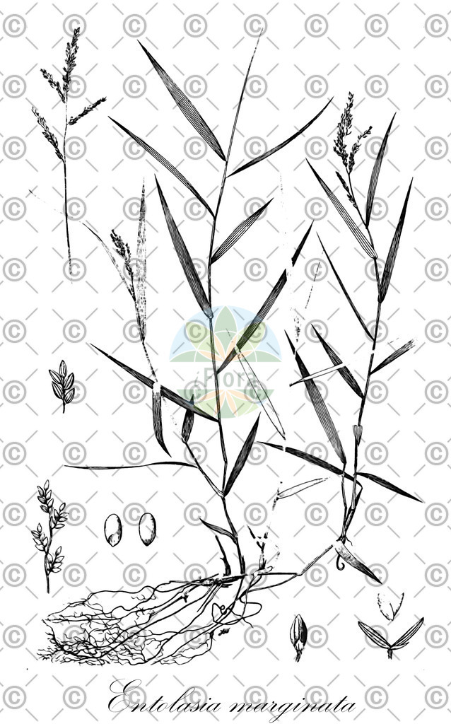 HistAbb_wfo-0001166289_1_ENZY_Simple | Historische Abbildung von Entolasia marginata - Poaceae | Historical Illustration of Entolasia marginata - Poaceae