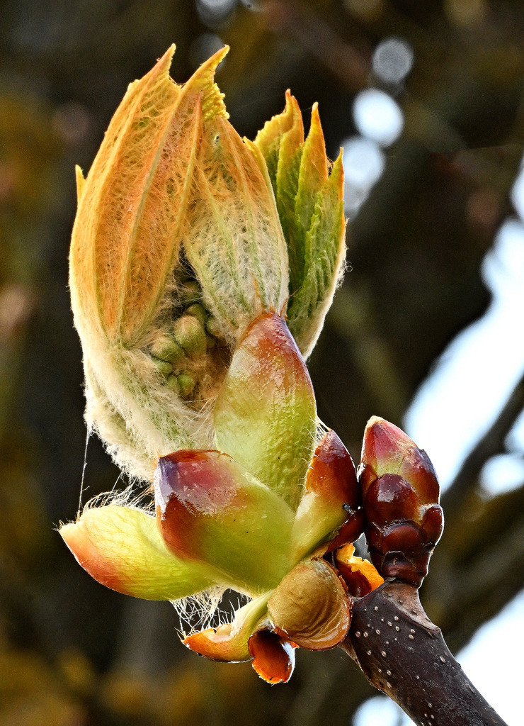 Kastanienblüte01h | lucisnaturbilder - Realisiert mit Pictrs.com