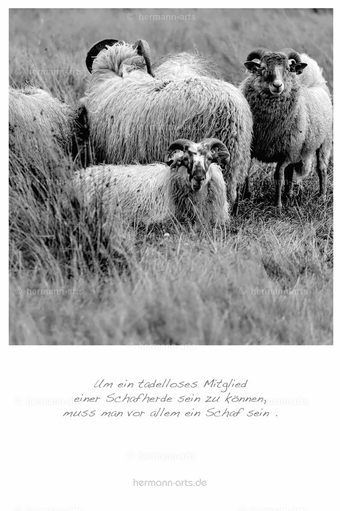 PK_Zitate_10x15_BW-095 | Photo Foto Kunst Art schwarzweiss Bilder Rheine Münster Berlin Blumen 