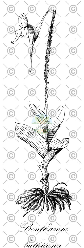 HistAbb_wfo-0000324387_2_ENZY_Simple | Historische Abbildung von Benthamia bathieana - Orchidaceae | Historical Illustration of Benthamia bathieana - Orchidaceae