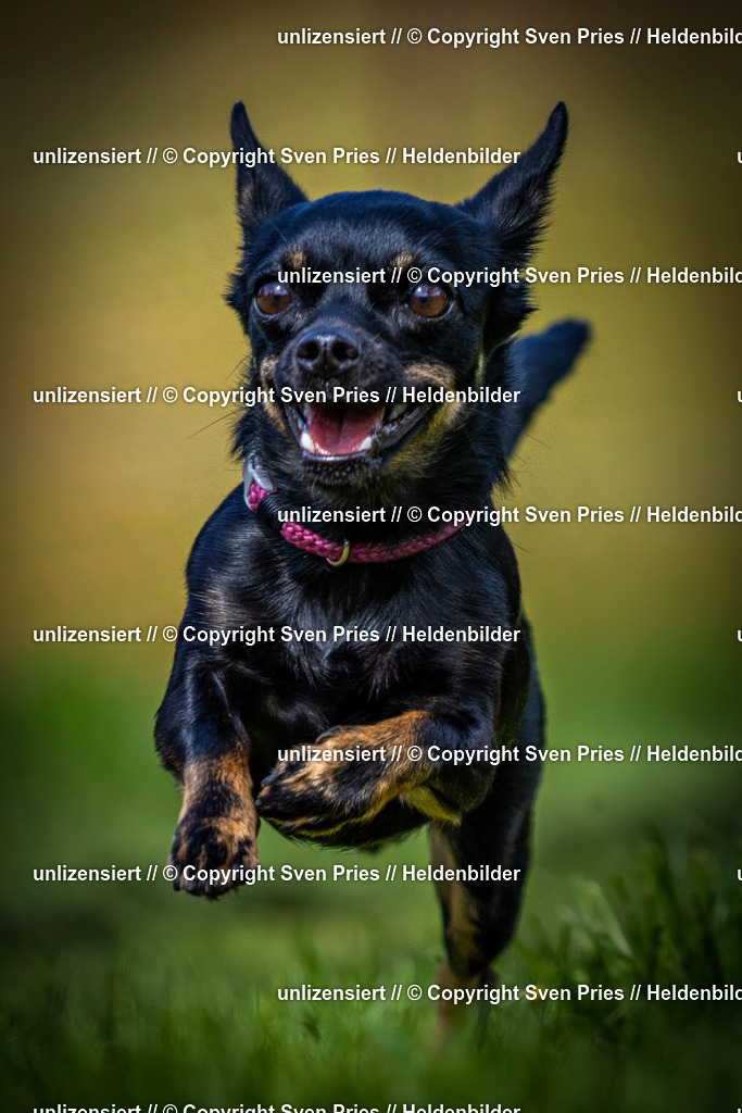 Sven Pries | 2025-04-13 - Hunderennen Baden-Baden - Realisiert mit Pictrs.com