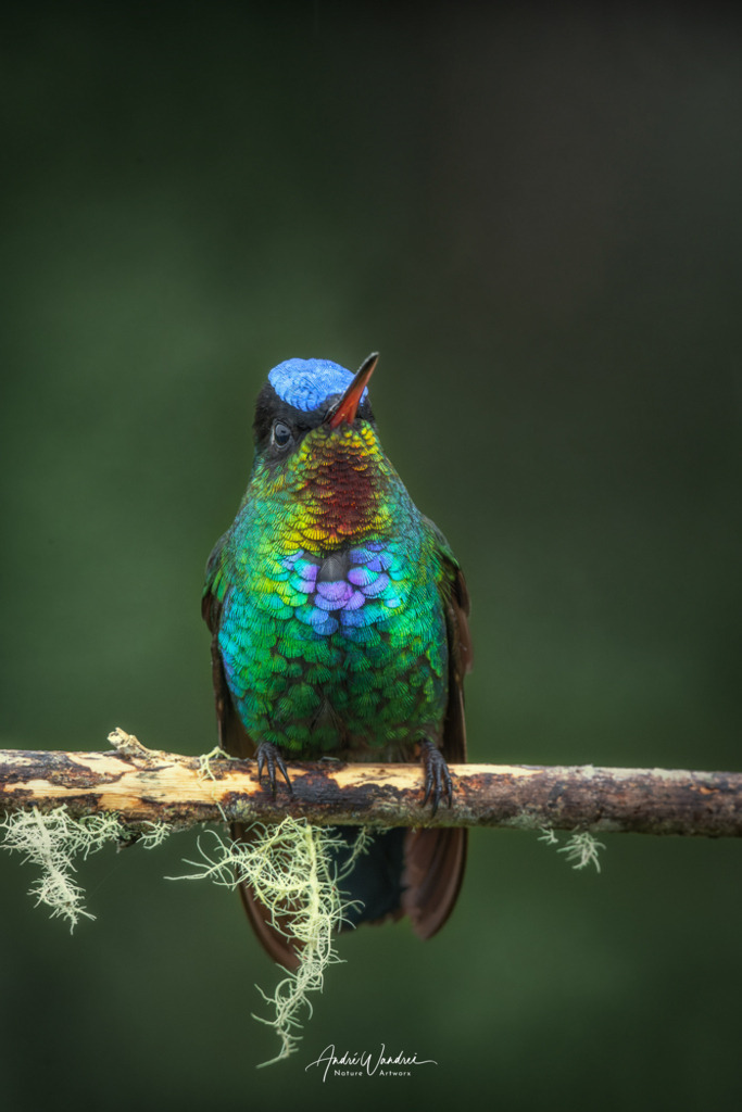 Das Kolibriportrait | Andre Wandrei - Nature Artworx - Realisiert mit Pictrs.com