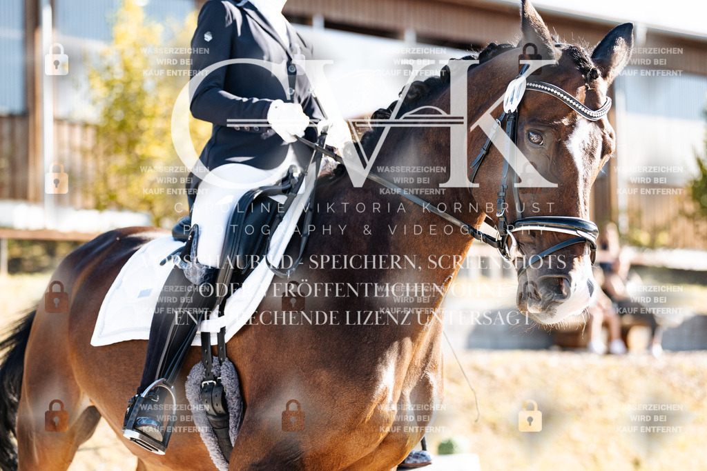 CK906499 | Turnierfotografie Pferdefotografie Trier Rheinland-Pfalz Pferdesport Reitsport Tierfotografie Sportfotografie Pferdevideo Pferdevideografie Equestrianvideography equestrianphotography  - Realisiert mit Pictrs.com