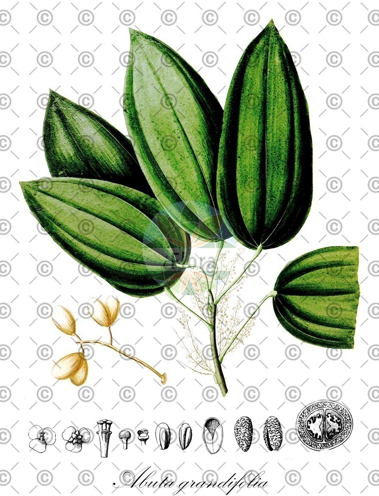 HistAbb_wfo-0000511646_1_ENZY_Simple | Historische Abbildung von Abuta grandifolia - Menispermaceae | Historical Illustration of Abuta grandifolia - Menispermaceae