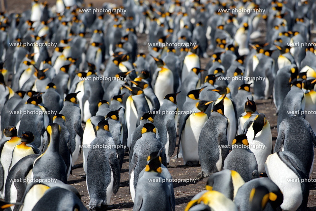 King Penguin Family VRP - FLK 2014 | west photography - Realisiert mit Pictrs.com