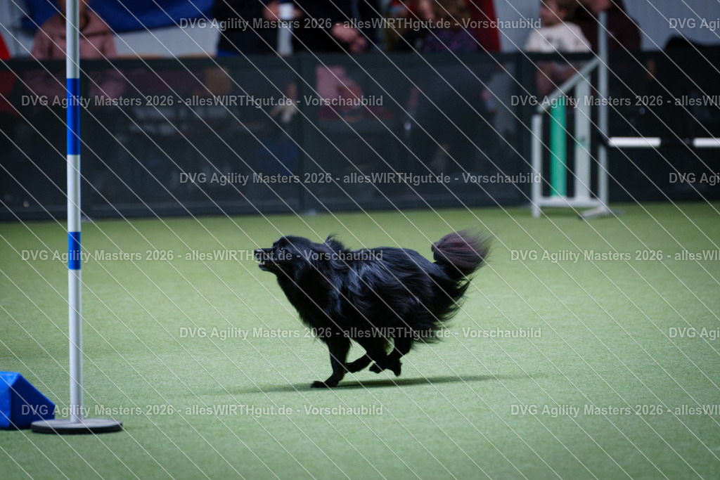allesWIRTHgut_Tierfotografie-DVG_Agility_Masters_2026-12_29-7R502450 | Professionelle Tierfotografie in Mönchengladbach von Daniel Wirth (allesWIRTHgut). Liebevolle & natürliche Bilder von Hunden & Katzen für unvergessliche Erinnerungen.