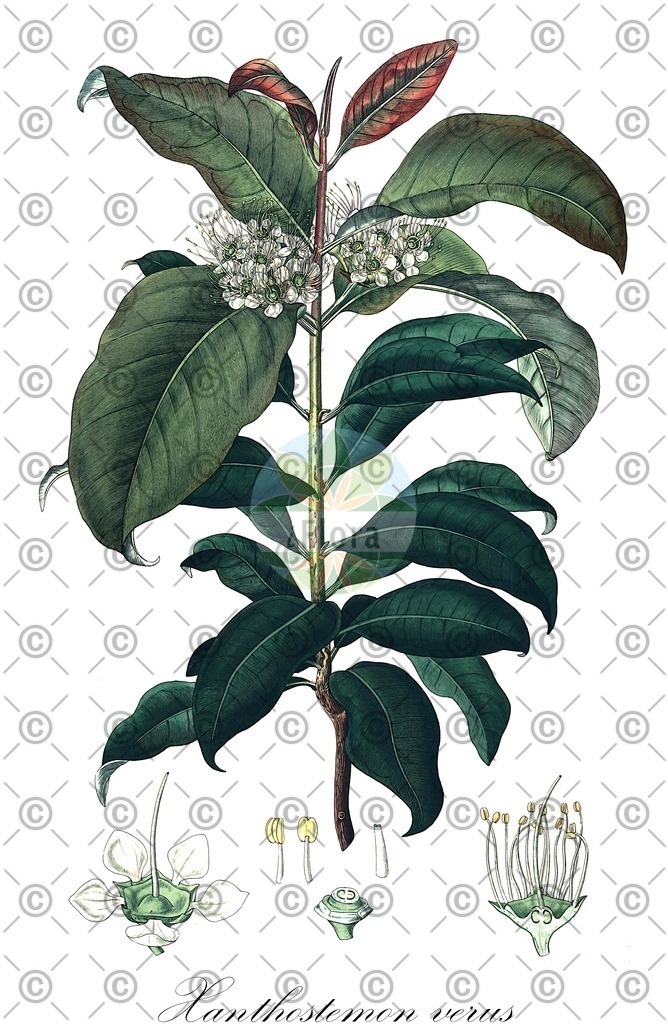 HistAbb_EMP_120169_7_FloraD_Simple | Historische Abbildung von Xanthostemon verus - Myrtaceae | Historical Illustration of Xanthostemon verus - Myrtaceae
