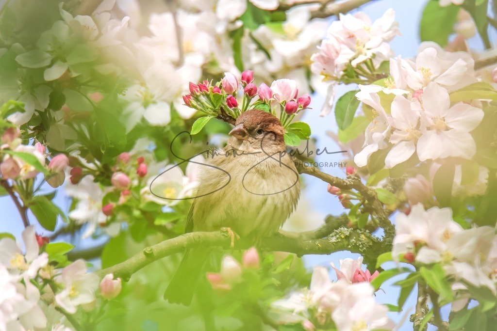 Haussperling in Apfelbaumblüte | Simone Sperber, svb-photography,Fotografin,Bilddesignerin,Naturfotografie,Macrofotografie,Tierfotografie,Wildtierfotografie,Ausstellungen,Auftragsfotografie,Kunst,Art,Photographer,Shootings,Bildberatbeitung,Galerie,Shop