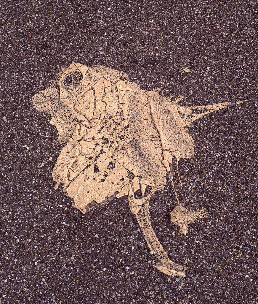 Wandbild Kunstdruck Poster – Der zweite Blick: Asphalt-Poesie I - von Robert Steinke | Was siehst du, wenn du nach unten blickst? Die meisten Menschen sehen nur grauen Asphalt, Makel oder Schmutz. Doch wer genau hinsieht, entdeckt verborgene Welten. Dieses faszinierende Kunstwerk fängt das pure Zusammenspiel aus Zufall und Pareidolie ein. Was wie eine flüchtige Struktur auf dem urbanen Boden wirkt, erwacht bei genauerem Hinsehen zum Leben: Ein kleiner, filigraner Vogel, der stolz und anmutig auf einem Bein verweilt. Der Kopf, der spitze Schnabel und das Auge zeichnen sich perfekt ab – ein Meisterwerk des Augenblicks.Dieses außergewöhnliche Motiv ist der perfekte Blickfang für moderne Wohnräume, minimalistische Büros, kreative Lofts oder dein stilvolles Wohnzimmer und Schlafzimmer. Es regt zum Nachdenken an und zieht garantiert alle Blicke deiner Gäste auf sich.Um die raue, faszinierende Textur dieses Meisterwerks perfekt zur Geltung zu bringen, empfehle ich den Druck auf unseren Premium-Materialien: Erlebe kinoreife Tiefe auf Acrylglas, edlen Galerie-Charakter auf einer matten Leinwand oder maximale moderne Eleganz auf robustem Alu-Dibond. Hol dir dieses Stück urbane Poesie direkt an deine Wand! - Realisiert mit Pictrs.com