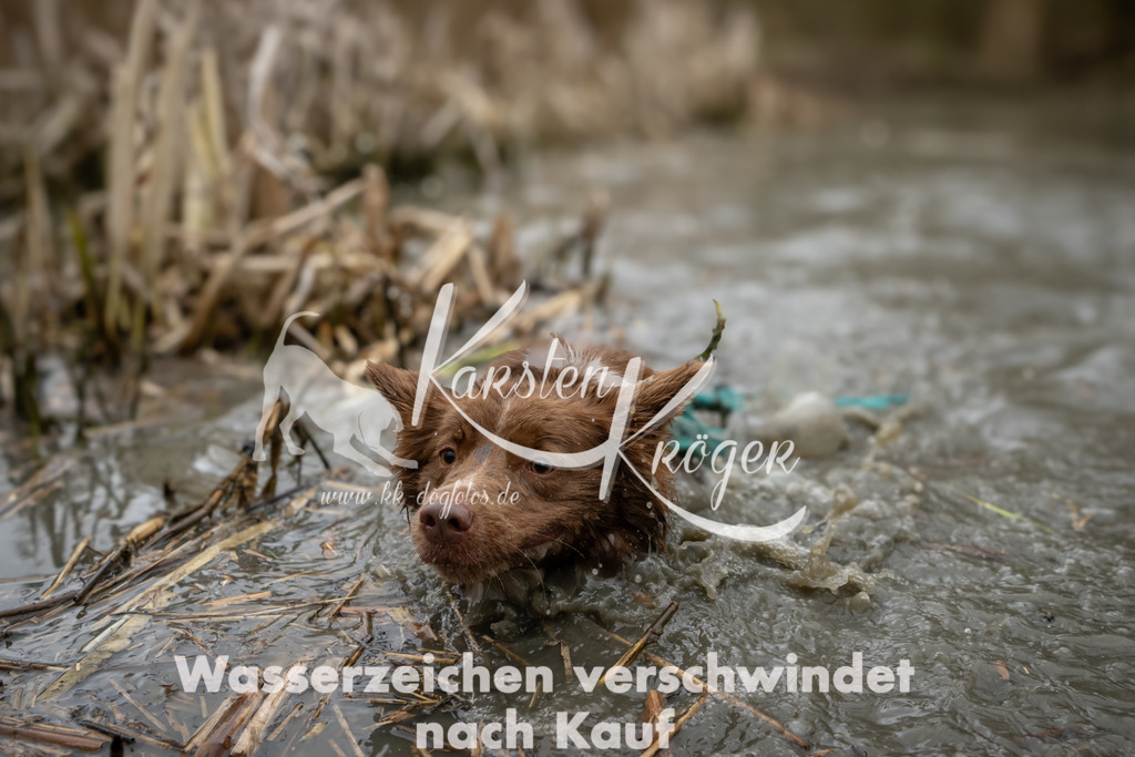 1254_ZZ92902 | kk-dogfotos