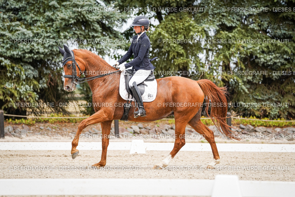 DSC04747 | Pferdegrafie