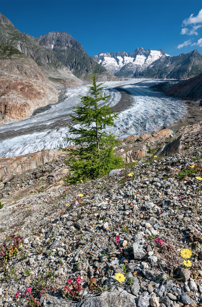 single fir tree and wildflowers in front of the mighty Aletsch Glacier in Switzerland | Die ideale Geschenkidee für Naturliebhaber. Naturbilder von Marcel Gross Photography für ihr Zuhause in den verschiedensten Formaten und Materialien. - Realisiert mit Pictrs.com