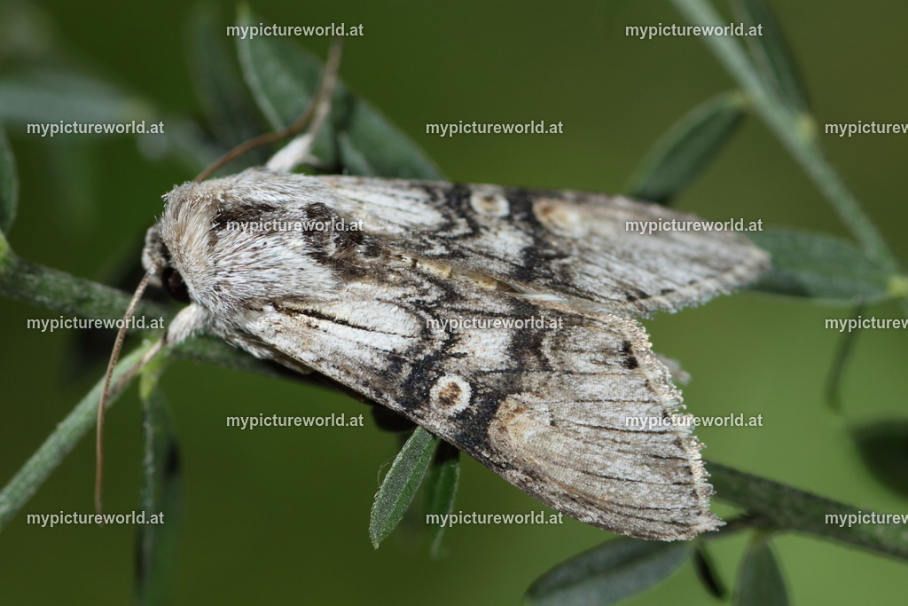 Cucullia formosa-002 | Das Bilderarchiv über Tiere, Planzen und Landschaften. In der Bilddatenbank finden Sie ein große Auswahl an hochwertigen Bilder für Ihre Werbung - Realisiert mit Pictrs.com