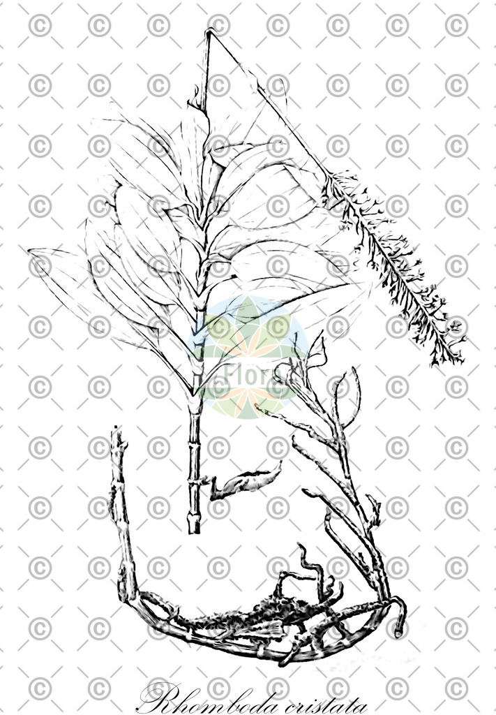 HistAbb_wfo-0000513183_1_ENZY_Simple | Historische Abbildung von Rhomboda cristata - Orchidaceae | Historical Illustration of Rhomboda cristata - Orchidaceae