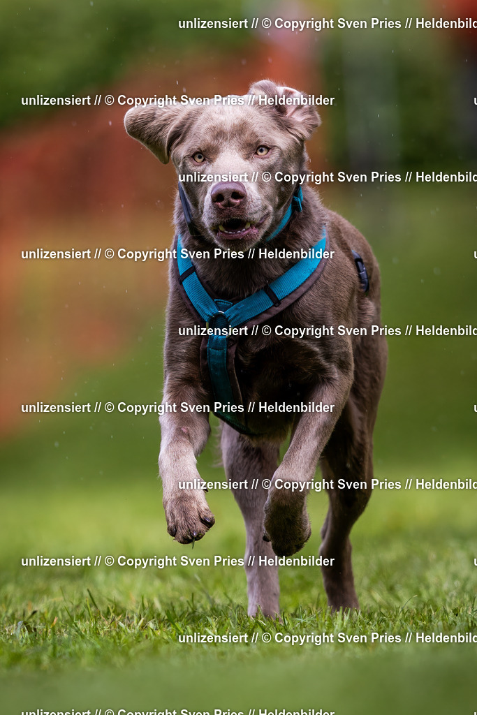 Sven Pries | 2024-04-21 - Hunderennen Baden-Oos
Foto: Sven Pries - Realisiert mit Pictrs.com