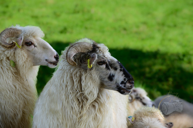 _DSC2715 | Shop für Prints Landschaftsfotografie Sächsische Schweiz Naturfotografie in Thüringen Fotos vom Findlingspark Nochten Kloster Sankt Marienstern Bilder Festung Königstein PanoramaRhododendronpark Kromlau FotogalerSchleswig-Holstein Küstenlandschaften
