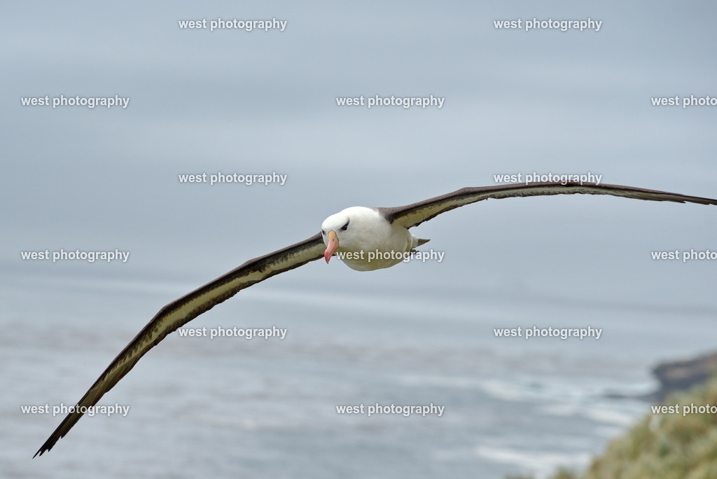 Flying Albatross 1 SND - FLK 2014 | west photography - Realisiert mit Pictrs.com