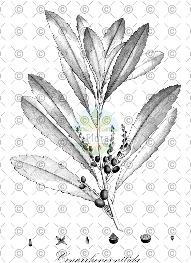 HistAbb_wfo-0001241169_1_ENZY_Simple | Historische Abbildung von Cenarrhenes nitida - Proteaceae | Historical Illustration of Cenarrhenes nitida - Proteaceae