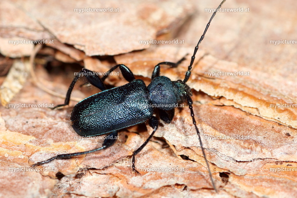 Callidium violaceum-002 | Das Bilderarchiv über Tiere, Planzen und Landschaften. In der Bilddatenbank finden Sie ein große Auswahl an hochwertigen Bilder für Ihre Werbung - Realisiert mit Pictrs.com