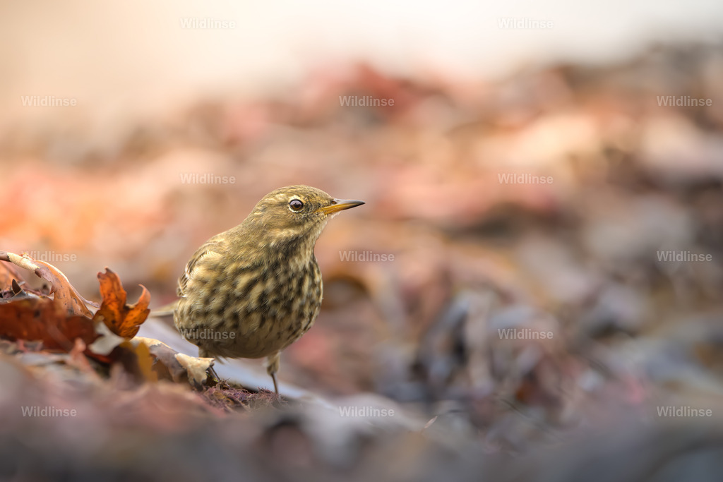 Wildlinse-241106-1-2 | Willkommen bei Wildlinse. Wildtierfotografien aus Schleswig-Holstein: Entdecke einzigartige Fine-Art-Prints und Poster, die Ruhe, Wildnis und die Schönheit unserer heimischen Tierwelt in dein Zuhause bringen. - Realisiert mit Pictrs.com