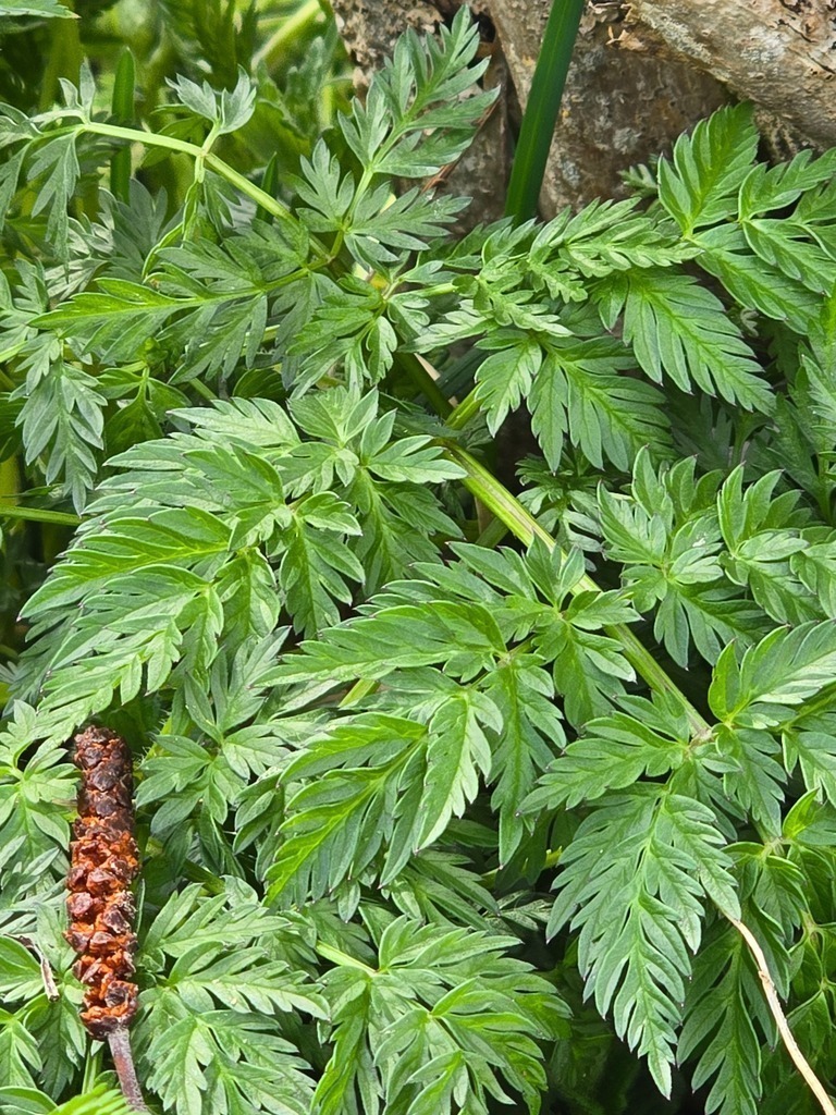 20250418_152319 | Heilkarten - Realisiert mit Pictrs.com