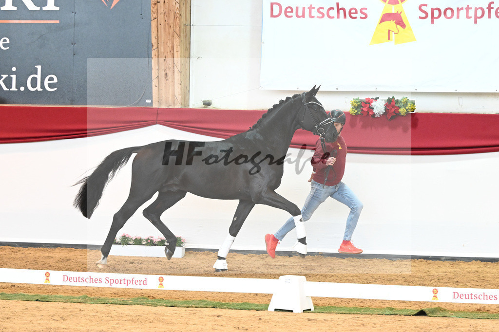Kat-Nr. 33 Glamourdale x Vitalis_Beckmann_43230988 | hf-fotografie - Realisiert mit Pictrs.com