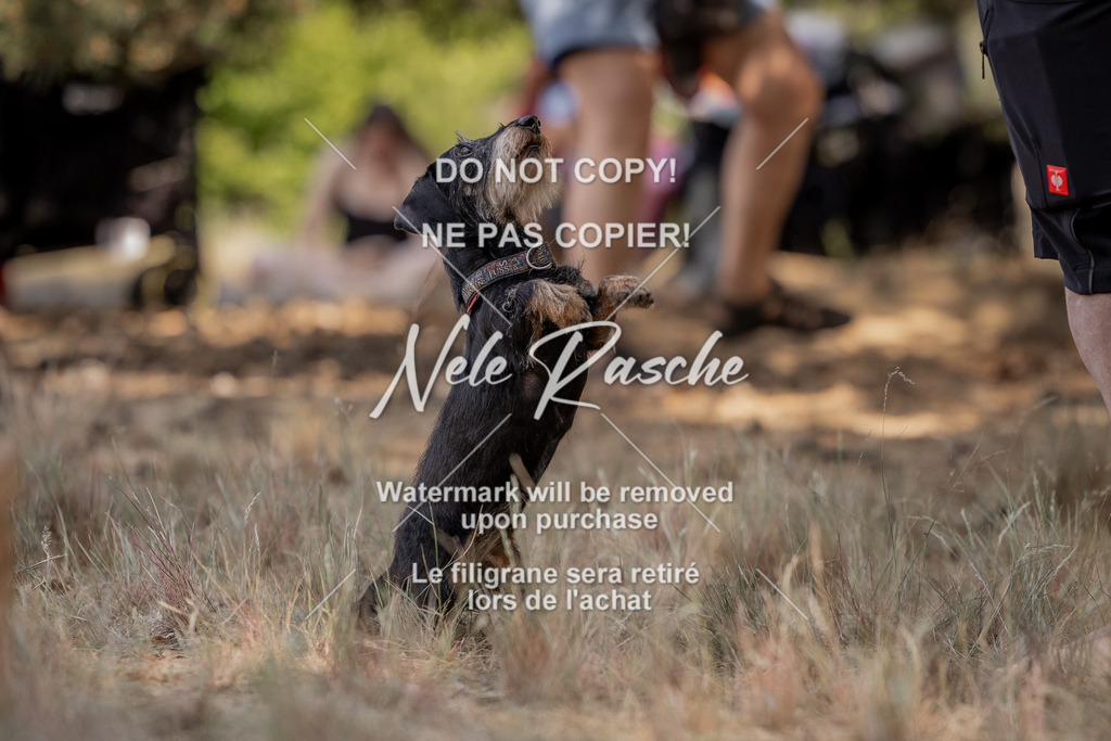 nelerasche_soDD2_26 | nelerasche