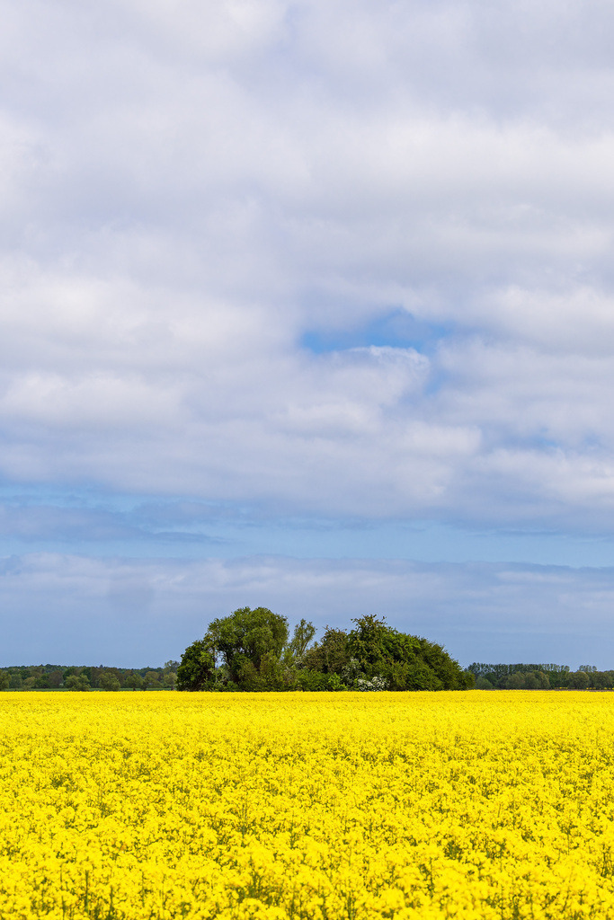 Blühendes Rapsfeld und Bäume bei Purkshof im Frühling | Blühendes Rapsfeld und Bäume bei Purkshof im Frühling.