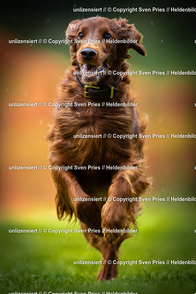 Sven Pries | 2025-09-21 - Hunderennen Baden-Oos - Realisiert mit Pictrs.com