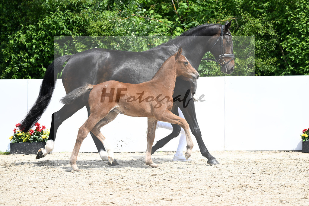 Chinchero x Kannan_HF_ZG Elitefohlen Schuster_13250881 | hf-fotografie - Realizzato con Pictrs.com