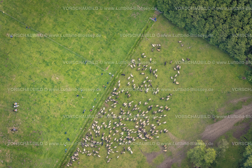 Duelmen220505040MerfelderBruchPferde | Luftbild, Wildpferdefang im Merfelder Bruch bei Dülmen, Arena der Wildpferdebahn, Herzöge von Croÿ Anwesen, Pferdeherde,  Merfeld, Dülmen, Münsterland, Nordrhein-Westfalen, Deutschland