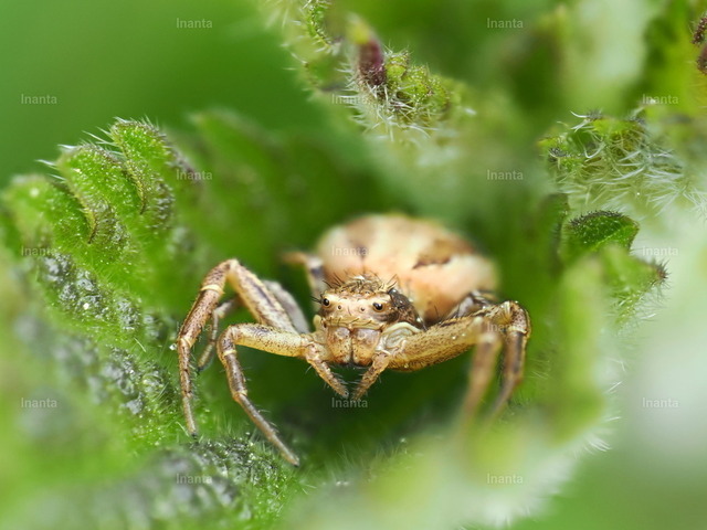 Buschkrabbenspinne | Inanta - Realisiert mit Pictrs.com
