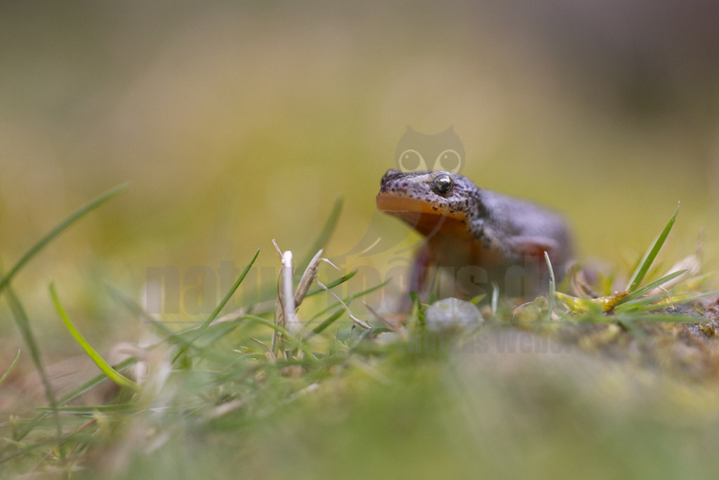 R5NF0924-20230325 | Der Bergmolch oder Alpenmolch gehört zur Ordnung der Schwanzlurche innerhalb der Klasse der Amphibien. Die Art ist in Teilen Europas verbreitet. Der Bergmolch wurde zum „Lurch des Jahres 2019“  - Realisiert mit Pictrs.com