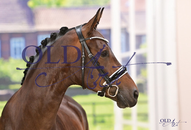 01 D_Elegance DE433330755817 HE-Rpf D_Egalite - Sandro Hit - Riccione_a | <meta name="description" content="★Offizieller Merchandise und Foto-/Videostore des Oldenburger Verbandes.★ ✅Jetzt auch digital Ausdrucke erhältlich." />
<meta name="keywords" content="Merchandise Foto-/Videostore Oldenburger Verband Photographie 