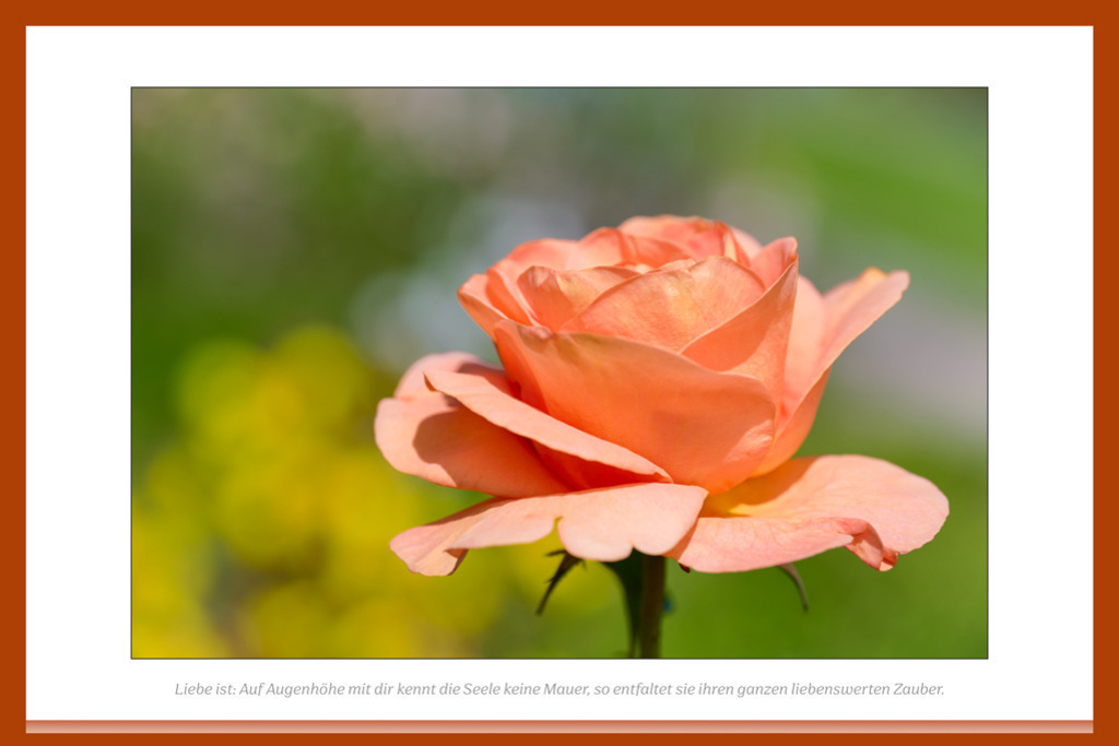 Bengali und Liebe ist  | Bengali und Liebe ist  - Realisiert mit Pictrs.com