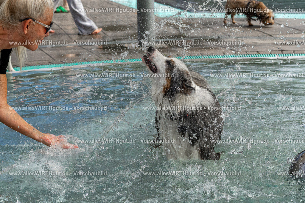 Hundeschwimmen_Volksbad_2026-allesWIRTHgut_Tierfotografie-2609061511-FAY07130 | Professionelle Tierfotografie in Mönchengladbach von Daniel Wirth (allesWIRTHgut). Liebevolle & natürliche Bilder von Hunden & Katzen für unvergessliche Erinnerungen.